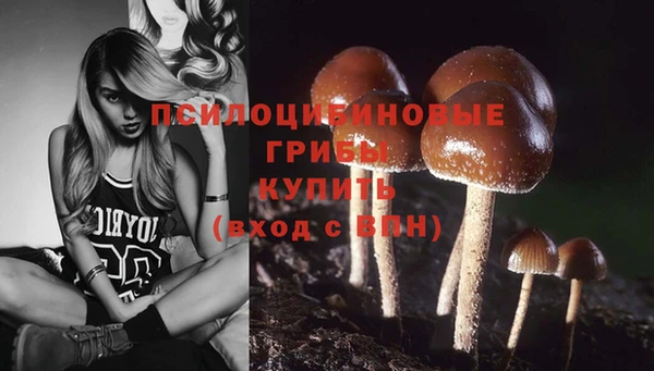 стаф Липки